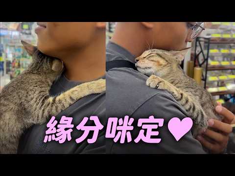 男友逛領養會被虎斑貓選中 牠主動窩進懷裡撒嬌不想走