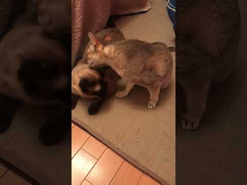 たぬき猫を思う存分ペロペロできたシンガプーラなのにゃ♪