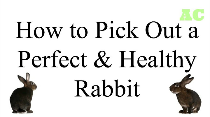 How to pick out a perfect & healthy rabbit
