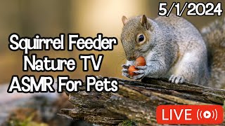 Squirrel Feeder LIVE | Nature TV | Wildlife Stream | ASMR for Pets | 1080p