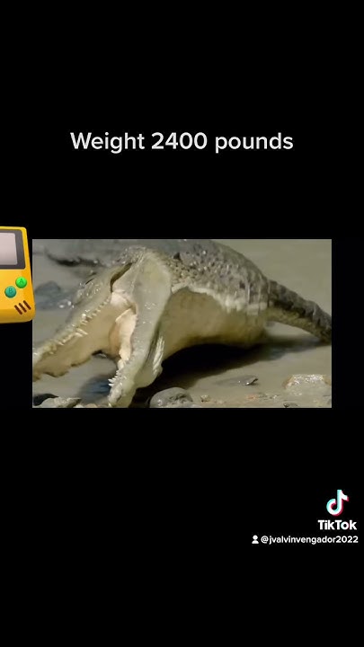 Animal fights in the wild green anaconda vs saltwater crocodile #