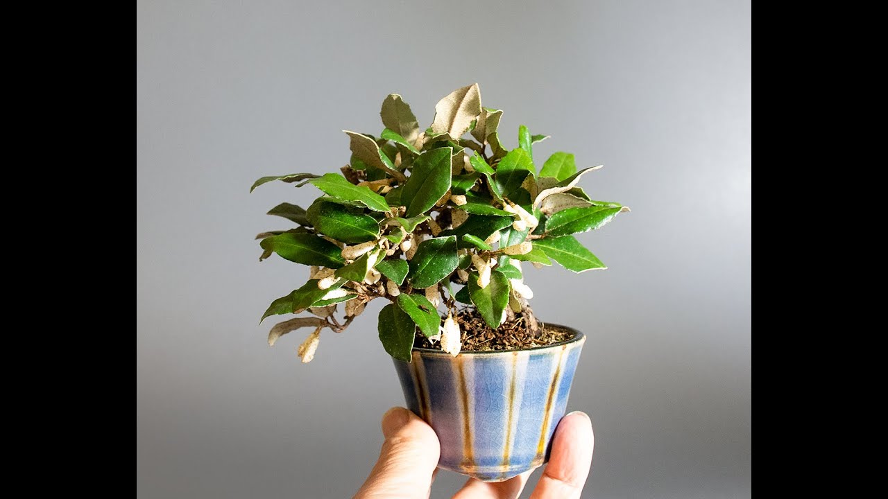 カングミ-L1（寒グミ・菅寒茱萸盆栽）Eleagnus pungens bonsai #ミニ