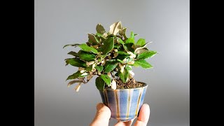 カングミ盆栽　盆栽 カングミ-L1（寒グミ・菅寒茱萸盆栽）Eleagnus pungens bonsai #ミニ