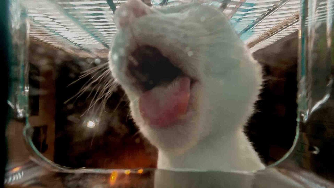 Two Begin, One stays l 8 Minutes of Natural Cat ASMR