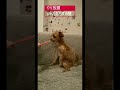 チュールチュールいとチュール♬ #チュール #puppy #shorts #cute