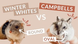 The Differences Between WINTER WHITES & CAMPBELLS DWARF Hamsters (Finally Explained!)