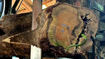Unexpected surprise while sawing a hollow log at the sawmill