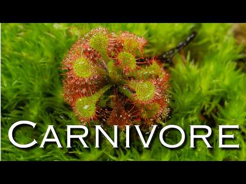 Carnivorous Plants - Fascinating Invitro | Aquado-Zoo Dortmund