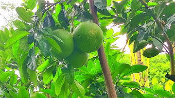 Cách chọn giống bưởi ruby chuẩn mà nhiều người chưa biết và cách ghép bưởi ruby sao cho hiệu quả