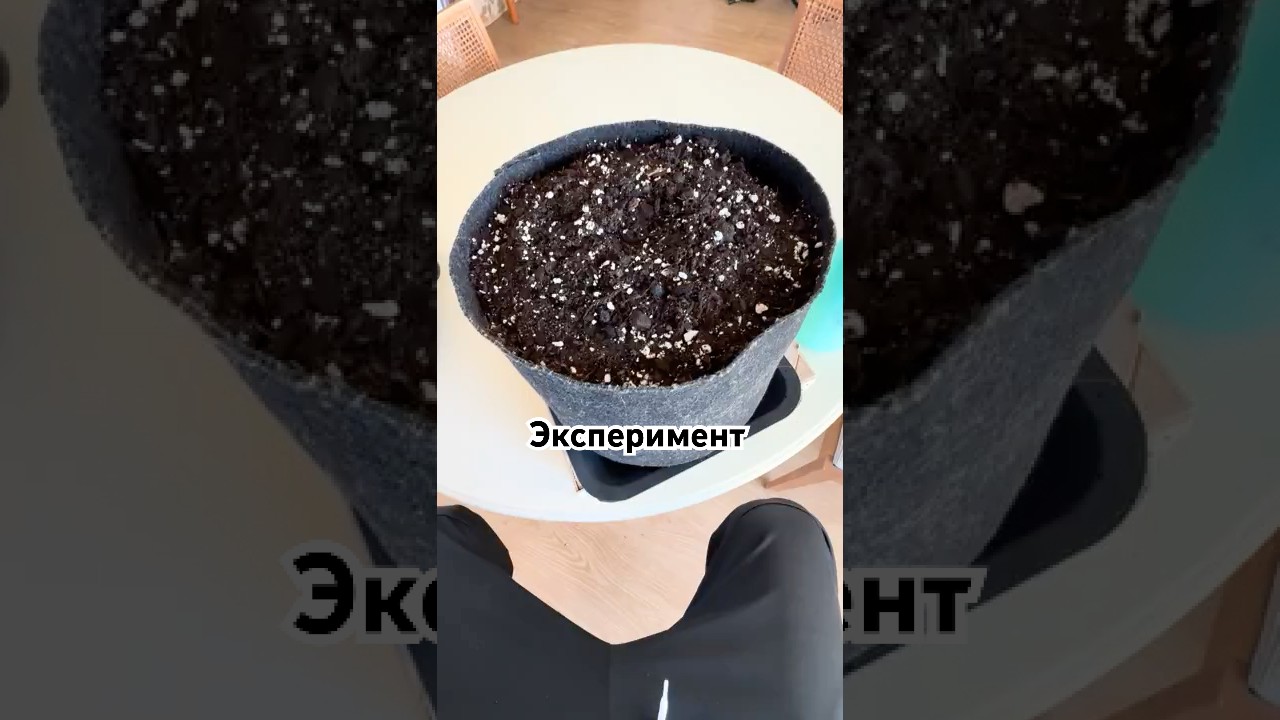 🌱 Эксперимент: посадил семечку прямо в землю без проращивания