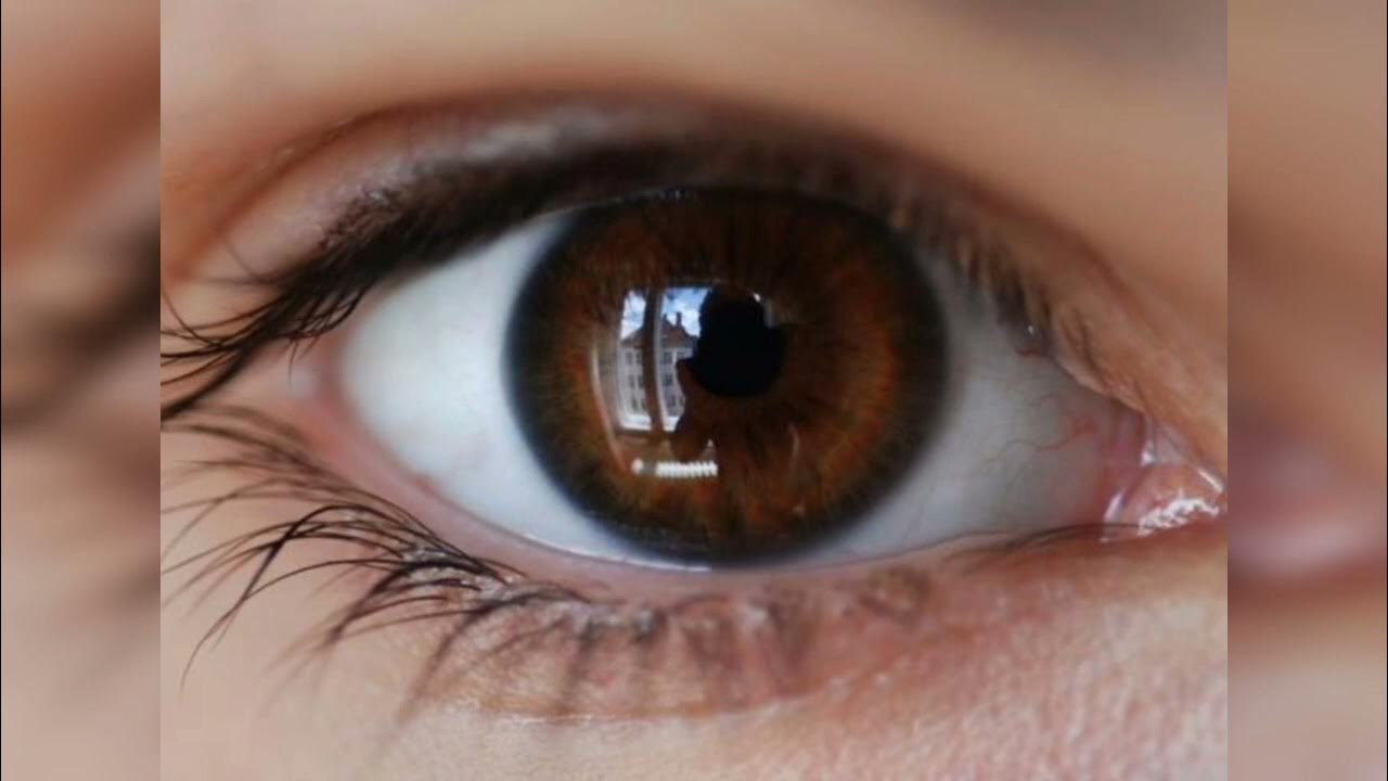 Hazel brown. Карый глаз. Красивые карие глаза. Карие глаза. Тёмно карие глаза.