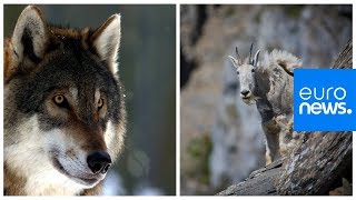Mountain goat versus hungry wolf: who wins?
