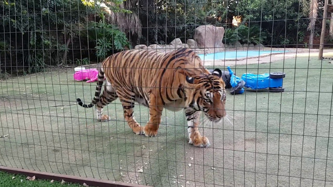 vlogs in spanish Tigers likes different types of chicken !