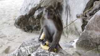 Жадная обезьяна ( monkey ) ест банан.