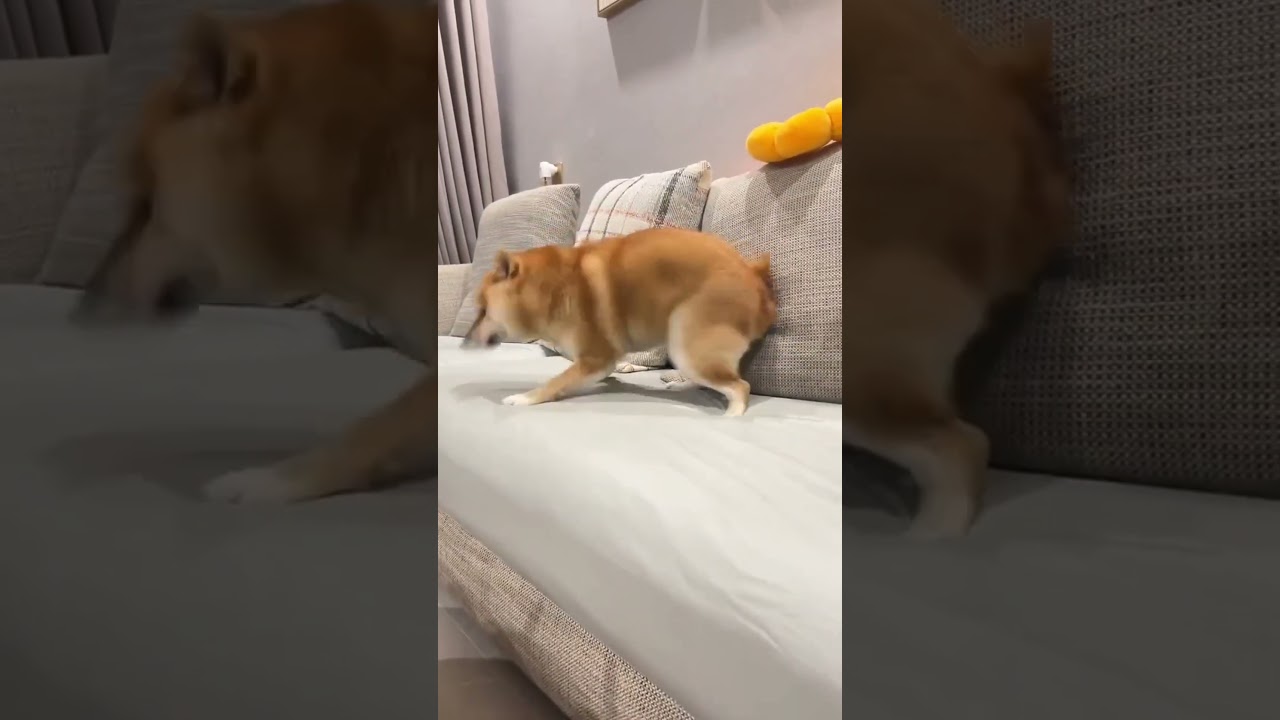 Spinning Shiba Inu: Hilarious and Adorable Sofa Circles!  