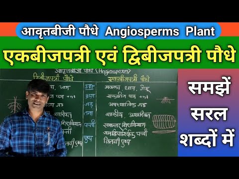 वीडियो: एकबीजपत्री पौधे: वर्ग की उत्पत्ति और विशेषताएं