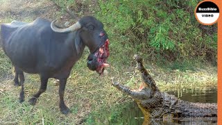 Ruthless Crocodile Captures a Buffalo From its Mouth