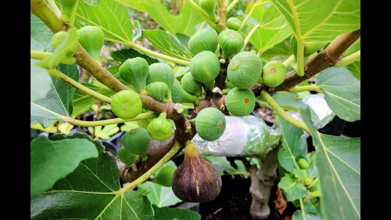 Maximizing Fruit Production of Fig Trees YouTube
