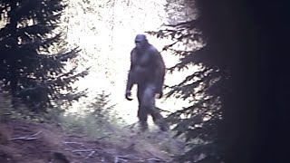 The Clearest Bigfoot Photograph In Existence Better Than The Patty Film screenshot 2