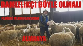 DAMIZLIKÇI BÖYLE OLMALI | ŞAMPİYON MERINOLANDSHAFLAR | ALMANYA