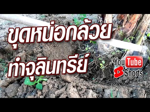 ขุดหน่อกล้วย-ทำจุลินทรีย์หน่อก