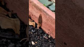 2026.08.27_l'apres midi_releasing a slug into a pot