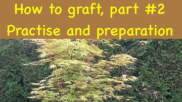 grafting a Japanese maple part #2,  practice and preparation