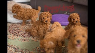 Cavoodle dogs playing & barking with their 7.5 week old puppies  make you laugh out loud