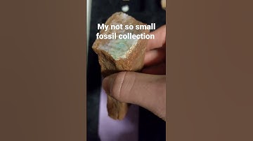 my not so small fossil collection