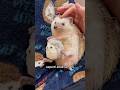 Landak dan Kehangatan🦔