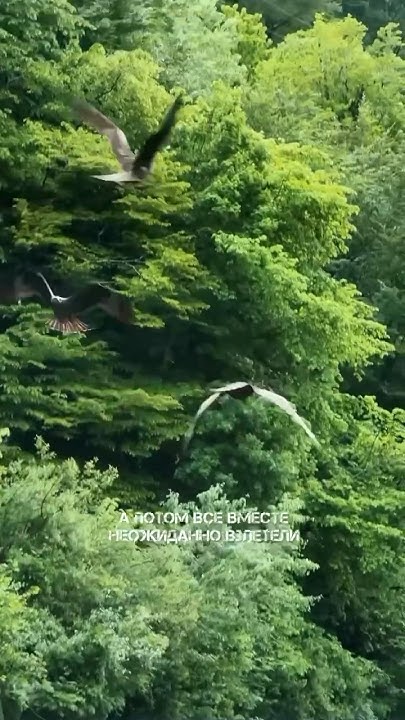 Стая орлов 🦅 по дороге на Красную Поляну 🏔️ - YouTube