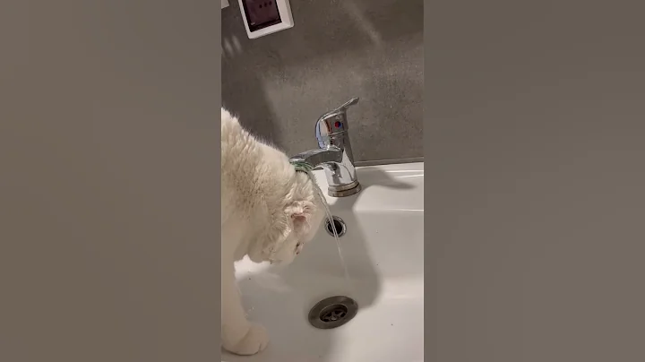 Video 11157711: cat scottishfold funny cutecat, bathroom cat funny