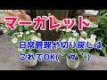 【マーガレットの育て方🌼】日常管理や切り戻しについて解説！！
