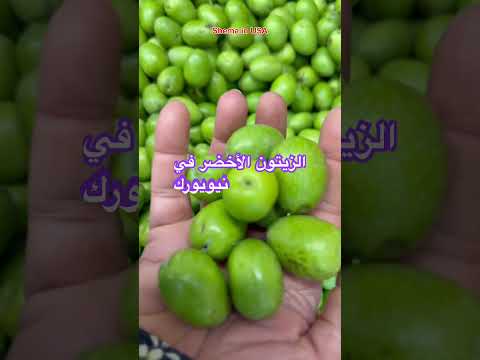 الزيتون الأخضر وصل لنيويورك أمريكا    اكسبلور نيويورك الزيتون
