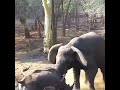 fight between elephant or rhinoceros..  elephant 🐘 VS rhinoceros  ... || animal life  #animallife