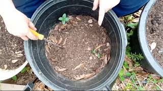 Rescuing Mint Plants by Old Ways Gardening and Prepping 229 views 1 month ago 19 minutes