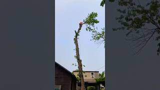 Cutting Tree Skill On Top 