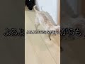 亡き父の仏壇の前で会いたいと願う犬 #shorts #犬 #感動
