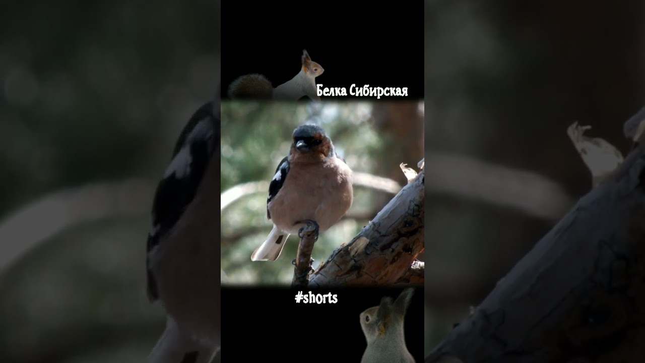 Зяблик самец на ветке дерева\A male finch on a tree branch