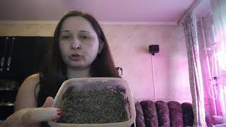 видео: Что делать после покупки суккулента. Пересадка, почва и полив суккулентов картинка: Что делать после покупки суккулента. Пересадка, почва и полив суккулентов