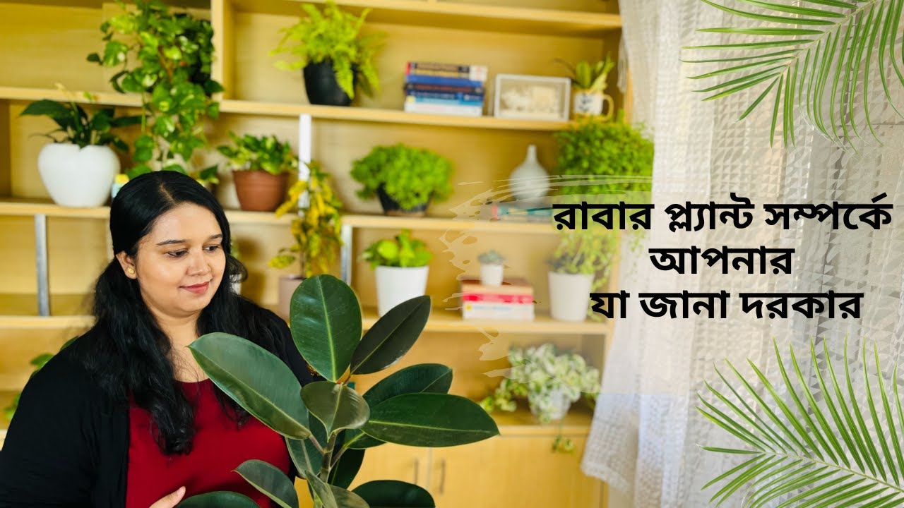 রাবার প্লান্ট এর যত্ন ও পরিচর্যা | How to care rubber plant | Indoor