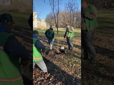 В одному з парків Павлограда висаджують нові дерева