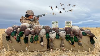 CHEAP vs EXPENSIVE Shotgun Shells Duck Hunting Challenge! (DRAKES ONLY)