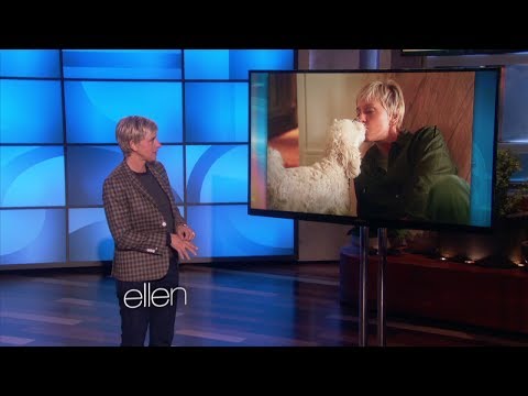 dogs-are-people,-too-on-ellen-show