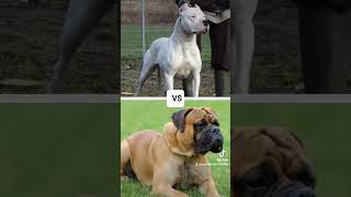 CANE CORSO VS BULLMASTİFF,DOGO ARGENTİNO,GERMAN SHEPHERD,BELGİAN MALİNOİS (BİTE FORCE)