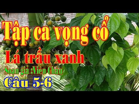 Video Tập ca vọng cổ Lá tầu xanh cau 5-6 - youtube