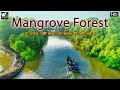 ये जंगल नहीं बचा, तो शहर भी नहीं बचेगा  | The World’s Largest Natural Mangrove Forest, India.