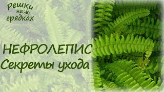 картинка: Папоротник комнатный Уход в домашних условиях Главный секрет пышной листвы