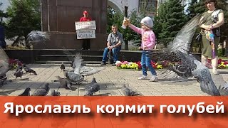 Ярославль кормит голубей