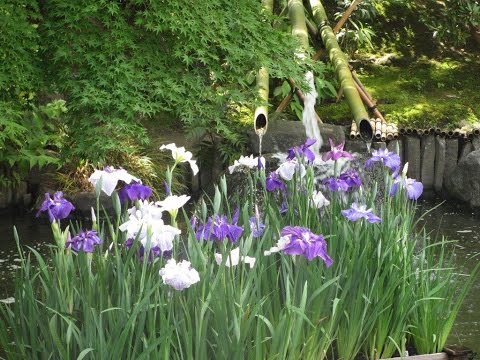 青木裕子が第2子妊娠を発表 矢部浩之が2児のパパに